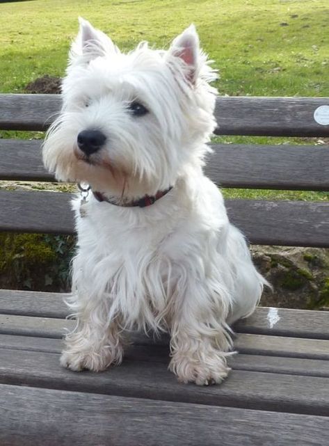 West Terrier, Westie Puppies, Cutest Dog Ever, Highland Terrier, Westie Dogs, White Terrier, West Highland Terrier, West Highland White Terrier, White Dog