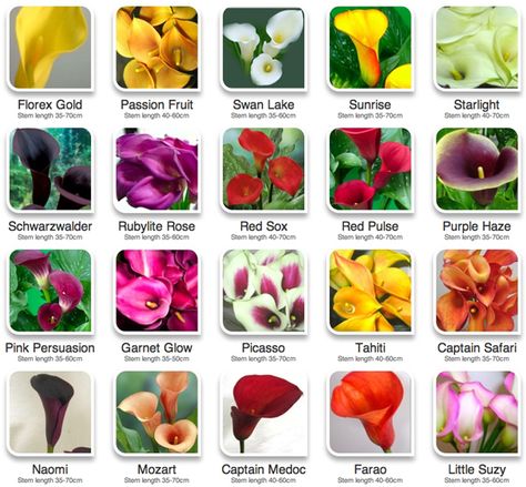 Search Results for hyperactive | Flirty Fleurs The Florist Blog - Inspiration for Floral Designers Calla Lily Colors, Flower Chart, Flower Guide, Flower Names, Calla Lilies, Fresh Cut Flowers, Types Of Flowers, Calla Lily, Tahiti