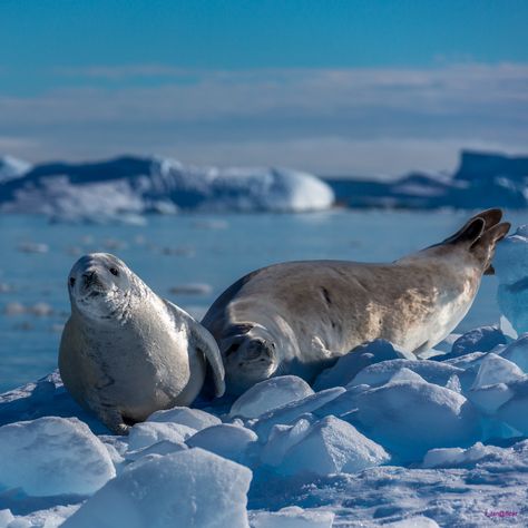 Crabeater Seals Near Pleneau Island, Antarctica | X. Tan | Flickr Antarctica Wildlife, Aquatic Mammals, Antarctic Animals, Mermaid Stories, Rare Animals, Favorite Animals, Arctic Animals, Endangered Animals, Sea Lion