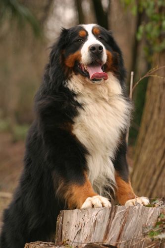 Burnese Mountain Dog, Burmese Mountain Dogs, Bearded Collie, Giant Dogs, Mountain Dog, Bernese Mountain, Wolf Dog, Sweet Dogs, Bernese Mountain Dog