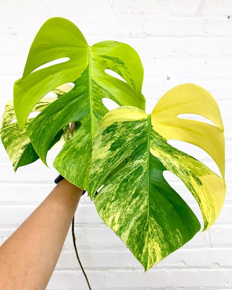 Monstera Borsigiana Aurea Variegated leaves display a striking combination of creamy yellow variegation and traditional green hues Monstera Aurea Variegata, Monstera Stencil, Monstera Borsigiana, Monstera Aurea, Monstera Plants, Variegated Monstera, Monstera Albo, Plant Wishlist, Plant Goals