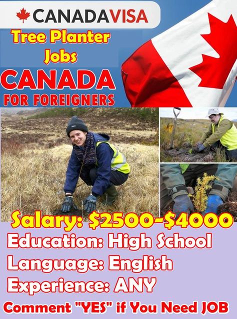 Tree Planter Jobs in CANADA for Foreigners 2018 Helper Jobs, Jobs In Canada, Find Job, Online Jobs For Moms, Green Jobs, Tree Planters, Environmental Movement, Healthcare Jobs, Writing Strategies