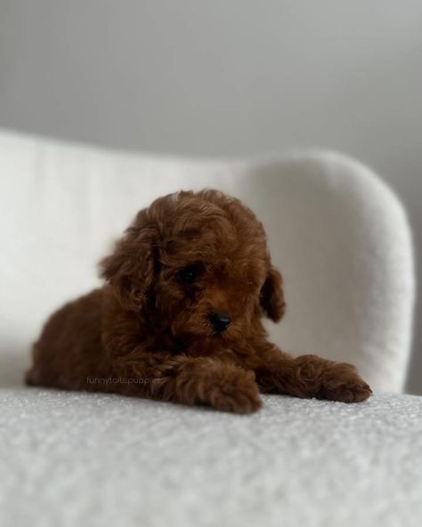 EREMI Maltipoo f2 Colour: caramel brown Adult weight: 2-2,2 kg Imagine this exquisite little maltipoo with dark chocolate brown hair. Her eyes, like two diamonds, sparkle with warmth and kindness, and her playfulness fills the space with cheerful energy. This little Maltipoo is a true beauty that makes hearts flutter with her unsurpassed beauty and charm. #maltipoo #maltipooforsale #maltipooforadoption #maltipoospain #maltipooportugal #maltipoousa #maltipoonewyork #maltipoogermany #maltip... Cavapoo For Sale, Toy Poodles For Sale, Dark Chocolate Brown Hair, Puppy Mom, Chocolate Brown Hair, Dream Dog, Dark Chocolate Brown, Caramel Brown, Toy Poodle