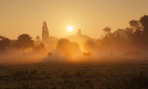 Dawn at Burrow Mump, on the Somerset Levels. Somerset Levels, Winter Wildlife, Mists Of Avalon, Glastonbury Tor, West Country, Fall Travel, Sacred Places, Secret Places, English Countryside