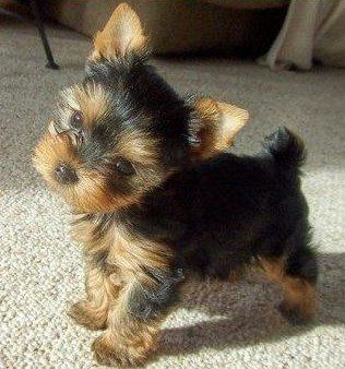 Too cute !!! Yorkie Puppy, Cute Creatures, Yorkshire Terrier, 귀여운 동물, Animals Friends, I Love Dogs, Yorkie, Dog Love