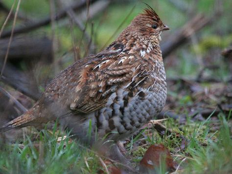 Grouse Recipes, Prairie Chicken, Grouse Hunting, Ruffed Grouse, Upland Bird Hunting, Gamebirds, Upland Hunting, Quail Hunting, Deer Hunting Tips