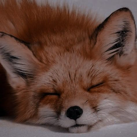 Alya Cesaire, Fox Pictures, Cute Small Animals, Pet Fox, Pretty Animals, Cute Animals Images, Silly Animals, Cute Wild Animals, Cute Fox