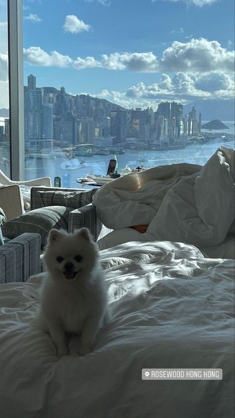 Appartement New York, Apartment Pet, Nyc Penthouse, City View Apartment, Apartment View, Perfect Live, City Dog, Nyc Life, New York Life