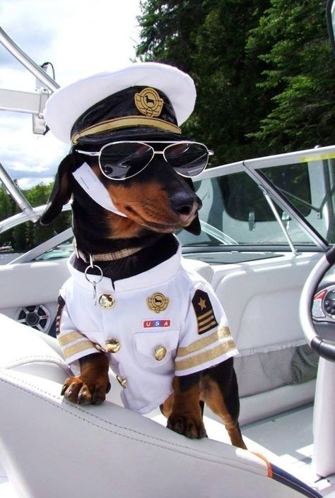 Capitan! Crusoe The Celebrity Dachshund, Dachshund Funny, Weenie Dogs, On A Boat, Dachshund Puppies, Dachshund Love, Dog Costumes, Weiner Dog, Wiener Dog