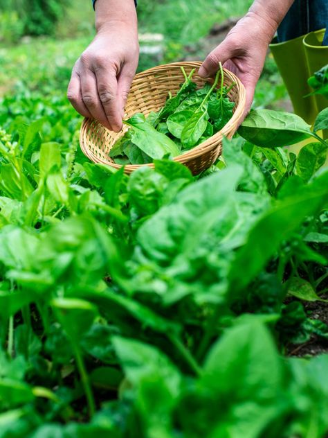 How To Harvest Spinach, Pepper Companion Plants, Fruit Shrub, Growing Spinach, Chinese Kool, Spinach Seeds, Squash Seeds, Gardening Zones, Perennial Herbs