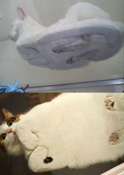 this is what the underneath view of a cat looks like, just in case anyone was wondering!  I am laughing OUT loud. Pictures Of Cats, Crazy Cat Lady, Animal Memes, 귀여운 동물, Crazy Cats, Cat Love, Cat Memes, Funny Cute, A Cat