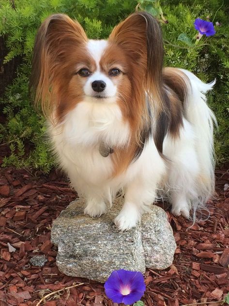 Papillon Dog Puppy, Papillon Puppy, Papillon Dog, Cute Little Animals, Dog Photos, Animals And Pets, Best Dogs, Cute Puppies, Fur Babies