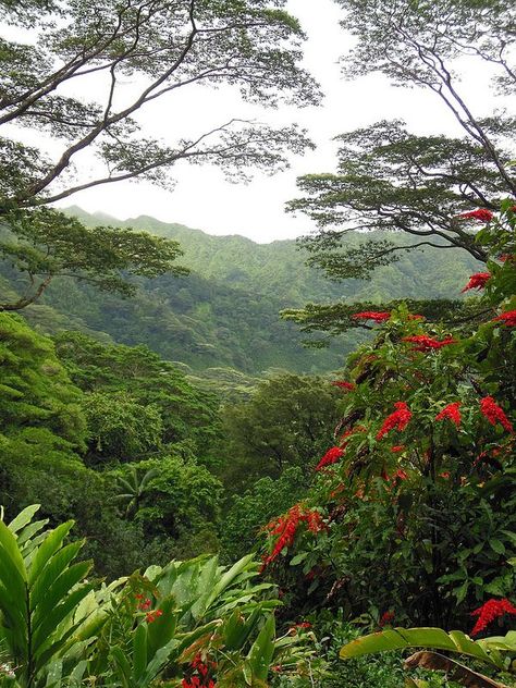 Hawaiian Rain Forest ~ Lyon Arboretum, Manoa Valley, Honolulu, Hawaii |pinned to Live Simply Natural | TRAVEL  | #livesimplynatural Rain In Hawaii, Hawaii Rain, Hawaiian Scenery, Hawaiian Rainforest, Hawaii Jungle, Hawaiian Landscape, Amazon Rain Forest, Hawaii Usa, Hawaii Life