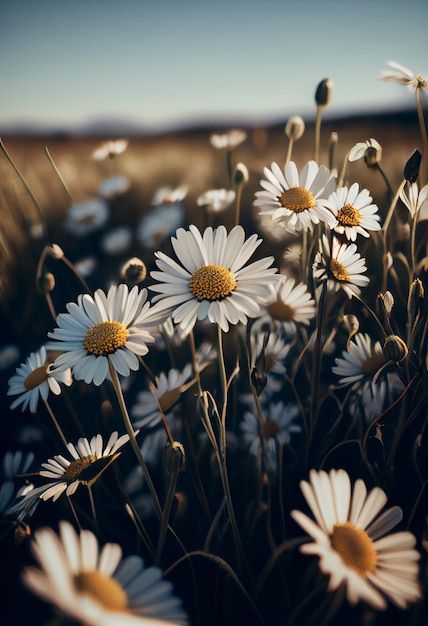 Photo fleur de marguerite camomille sauv... | Premium Photo #Freepik #photo #prairie-fleurie #camomille #nature-printemps #fleur-jaune Fleurs Aesthetic, March Pictures, Midsummer Nights Dream, Yves Rocher, Daisy Flowers, Jolie Photo, Daisy Flower, Flash Tattoo, Premium Photo