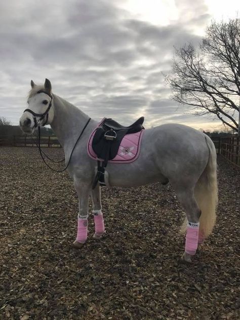 Horse Riding Outfit, Horse Equipment, Horse Grooming, My Horse, Horse Accessories, Grey Horse, Horse Blankets, Cute Horses, Horse Life