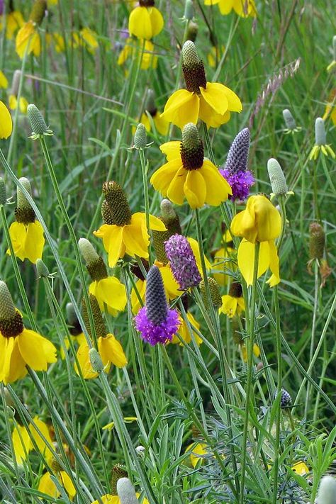 Mexican Hat Flower, Mexican Hat Plant, Drought Tolerant Perennials, Mexican Flowers, Hat Flower, Mexican Hat, Flower Watercolor, Cold Frame, Flower Hats