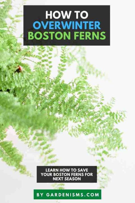 How to Overwinter Boston Fern (Complete Guide) - Gardenisms Hanging Ferns, Boston Fern, Overwintering, Plants For Hanging Baskets, Plant Diseases, Cold Season, Plant Food, Mulch, Hanging Baskets