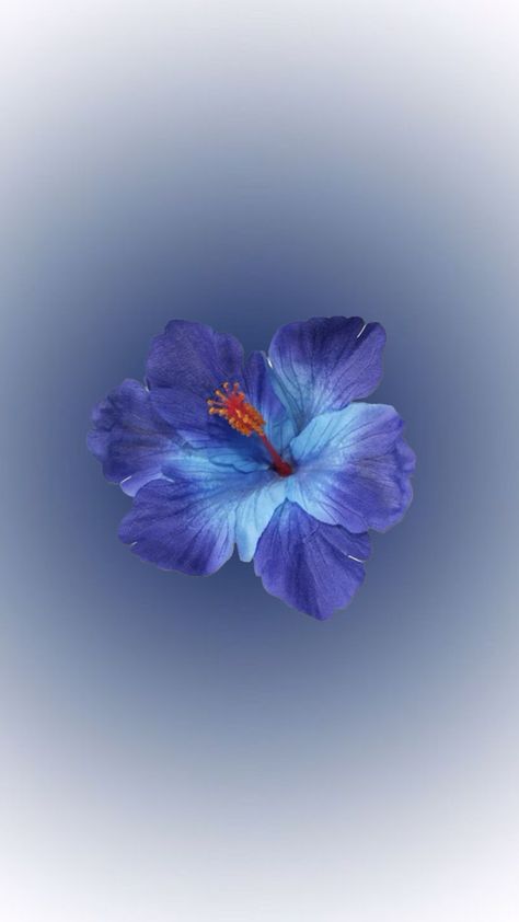 Flower Lockscreen, Image Aesthetic, Summer Wallpapers, Blue Flower Wallpaper, Insta Highlights, Highlights Cover, Cute Summer Wallpapers, Blue Hibiscus, Iphone Lockscreen Wallpaper