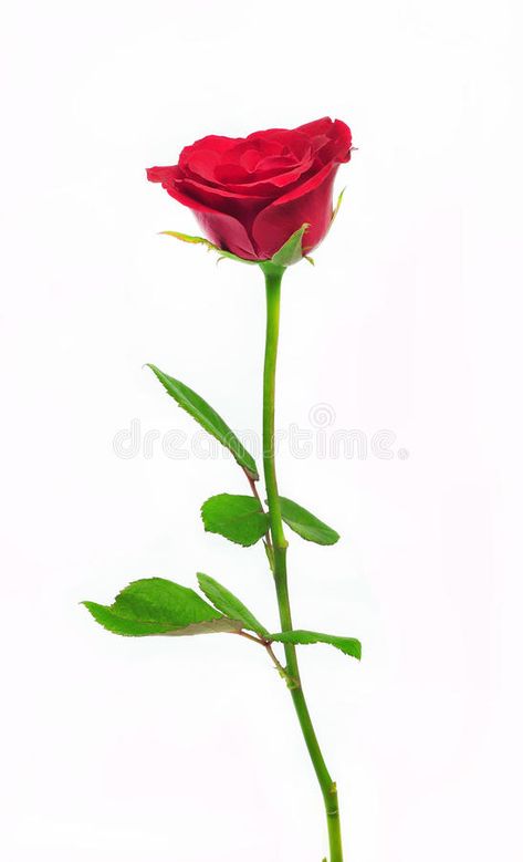 Rose Bud Tattoo, Long Stem Rose, Rose Vector, Single Rose, Rose Bud, Vintage Roses, Flower Tattoos, Red Rose, Rose Buds