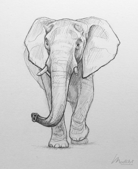 Sketch Elephant, Elephant Sketch, Realistic Animal Drawings, Pencil Sketch Drawing, Animal Drawings Sketches, Elephant Drawing, Skulls Drawing, Charcoal Sketch, 강아지 그림