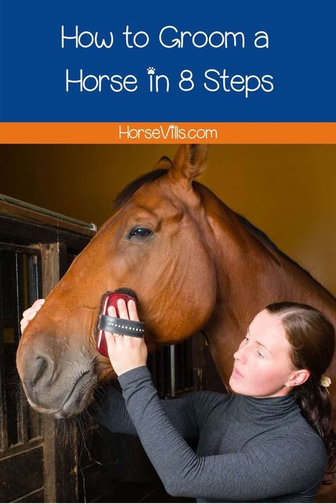 How To Saddle A Horse Step By Step, Dressage Exercises, Horse Behavior, Horse Brushes, Horse Care Tips, Horse Info, Horse Anatomy, Horse Things, Horse Treats