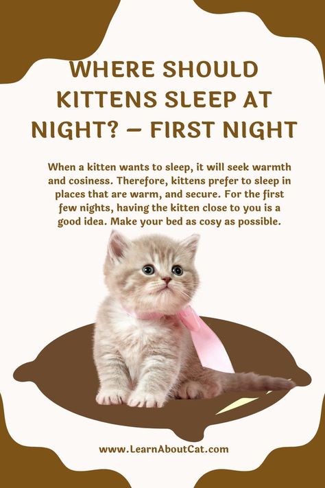 Where Should Kittens Sleep at Night New Kitten, Cat Health Care, Sleeping Kitten, Cat Care Tips, Bring Them Home, Cat S, Small Cat, Cat Room, Make Your Bed