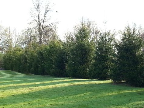 Unique Landscaping, Green Giant Arborvitae, Driveway Entrance Landscaping, Giant Arborvitae, Privacy Screening, Colorado Blue Spruce, New Paltz Ny, Fast Growing Evergreens, Spruce Trees