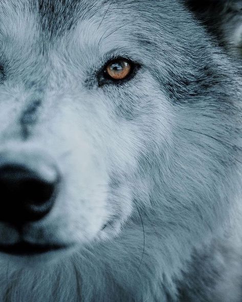 Alpha Wolf on Instagram: “🐺🐺 . . Follow me for more wolves! 🐺 @alphawo.lf  🐺 🐺 @alphawo.lf  🐺 🐺 @alphawo.lf 🐺 📸 @chrishenry . . .…” Wolf Aesthetic, Mexican Gray Wolf, Wolf Clothing, Werewolf Aesthetic, Native American Wolf, Wolf Hybrid, Wolf Wall Art, Wolf Images, Wolf Photography