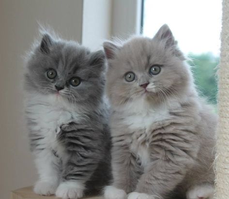 British Shorthair Cats Grey White, Munchkin Kitten, Grey Kitten, Munchkin Cat, Persian Kittens, Söt Katt, British Shorthair Cats, Cute Little Kittens, Kittens And Puppies