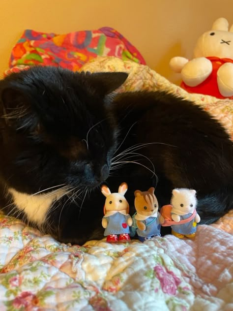 Animal Pics Aesthetic, Sylvanian Families Aesthetic, Aesthetic Cozy Room, Cat Tuxedo, Critters 3, Calico Critters Families, Calico Cats, Aesthetic Cozy, Calico Critters