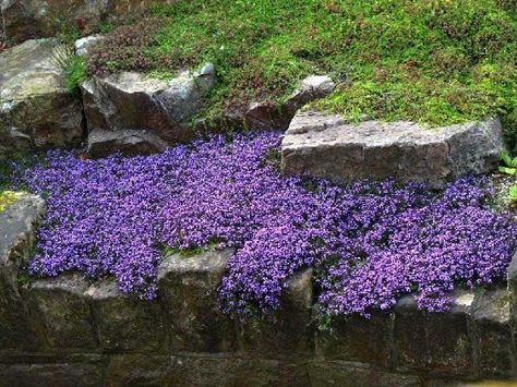 Creeping Myrtle can be used to fill in shady areas of your garden under trees and along borders. - The Handyman's Daughter Creeping Myrtle, Cottage Romance, Creeping Plants, Whimsy Garden, Shade Garden Design, Creeping Thyme, Rock Plants, Perennial Flower, Cover Flower