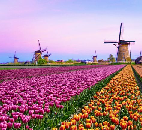 Amsterdam Tulips: How To See These Majestic Blooms in the city and day trips to the countryside Tulip Garden Amsterdam, Tulip Fields Netherlands, Tulips Field, Amsterdam Tulips, Colorful Tulips, Tulip Season, Tulip Garden, Dutch Windmills, Tulips Garden