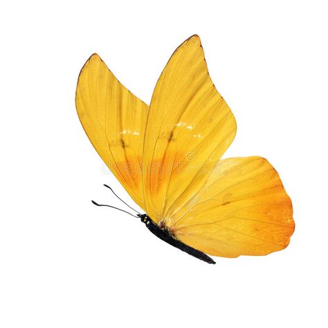 Yellow Butterfly Watercolor, Yellow Butterfly Painting, Yellow Butterfly Aesthetic, Butterfly White Background, Sitting Butterfly, Butterfly Side View, Butterfly On White Background, Yellow Butterfly Tattoo, Butterflies Yellow