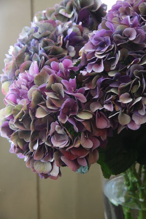 hydrangea Wales classic purple Hydrangea Seeds, Hydrangea Purple, Seed Germination, Perfect Plants, Hydrangea Flower, Exotic Flowers, Flower Beauty, Geraniums, My Flower