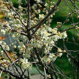 Prunus maritima Beach Plum, Purple Fruit, Plum Flowers, Plant Guide, Fine Gardening, Woodland Garden, Perennial Garden, Pale Green, Spring Flowers