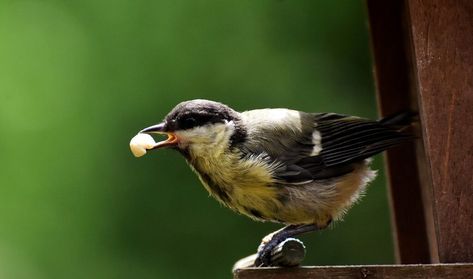 Quick and easy birdseed cakes for your garden birds - CatsKidsChaos Birdseed Cakes, Suet Cakes, Bird Seed Ornaments, University Of Saskatchewan, Easy Bird, Bird Feeding, Precious Animals, Diy Bird Feeder, Garden Birds