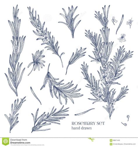 Collection of Monochrome Drawings of Rosemary Plants with Flowers Isolated on White Background. Fragrant Herb Hand Drawn Stock Vector - Illustration of botany, bloom: 99671443 Rosemary Plants, Plants With Flowers, Rosemary Flower, Botanical Vector, Cute Tattoo Ideas, Bujo Journal, Rosemary Plant, Cute Tattoo, Background Drawing