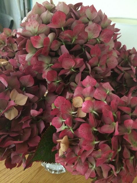 Autumn hydrangea Autumn Hydrangea, Red Hydrangea, Hydrangea, Seasonal Decor, Red, Floral, Plants