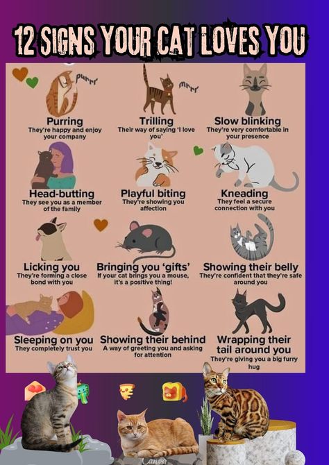 Cat Language, Cat Info, Cat Hacks, Types Of Cats, Cat Care Tips, Kitten Care, Gorgeous Cats, 12 Signs, Cat Parenting