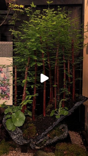 Attila Csintalan on Instagram: "Taxodium distichum - Swamp Cypress Bonsai Forest! A project took me almost a year, but finally it is here! Massive thank you to my very good friend Adam McCallion @notionbonsai for the help and design the forest! Please check out his work! Also thanks to you all for your support and kindness! 
#bonsai #bonsaiforest #bonsaipot" Swamp Cypress, Taxodium Distichum, Cypress Bonsai, Bonsai Forest, Thanks To You, Bonsai Pots, The Forest, A Year, The Help