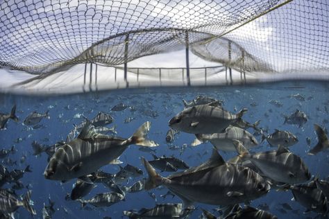 Testing diets without fishmeal and fish oil for kampachi « Global Aquaculture Advocate Aquaculture Fish, Types Of Farming, Fish Hatchery, Sea Plants, Artificial Lake, All Fish, Fish Farming, Urban Farming, Marine Animals