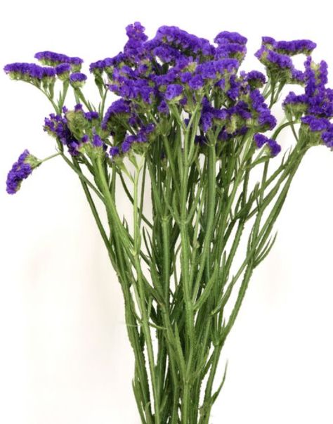 Statice Flower Bouquet, Statice Flower Aesthetic, Statice Flower, Statice Limonium, German Statice, Flower Identification, Filler Flowers, Floral Design Classes, Plant List