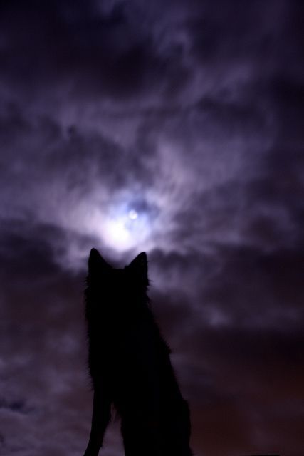 Howling at the Moon Wolf Silhouette, Wolf Love, She Wolf, Howl At The Moon, Wild Wolf, Wolf Pictures, Beautiful Wolves, Wolf Spirit, Big Bad Wolf