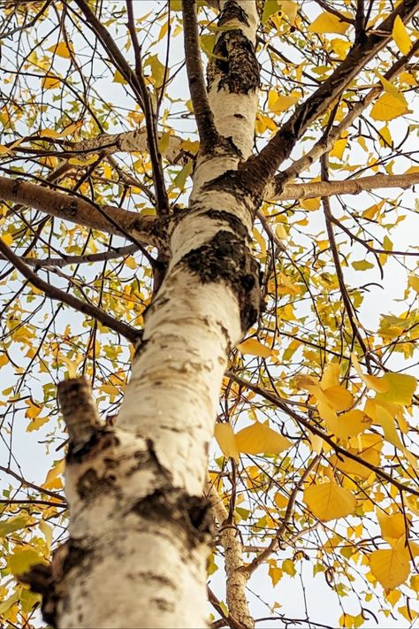 Birch Tree Birch Tree Photos, Birch Aesthetic, Fairy Trap, Birch Tree Photography, Trap Illustration, Scenic Painting, Landscape Reference, White Birch Trees, Aesthetic 2024