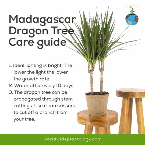 Dragon Tree Plant, Madagascar Dragon Tree, Dragon Tree, Tree Care, Plant Care, Madagascar, Indoor Plants, To Learn, Plants