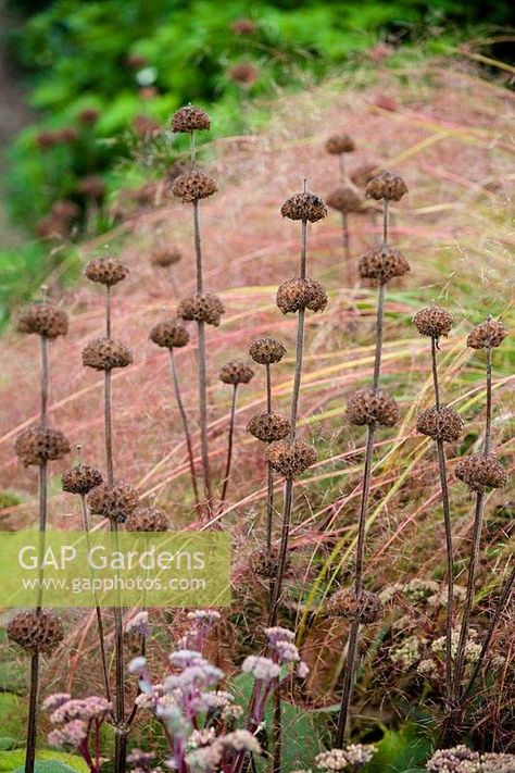 Geometric Pool, Copper Beech, Sage Plant, Front Landscaping, Plant Photography, Garden Inspired, Country Gardening, Colour Palettes, Grasses