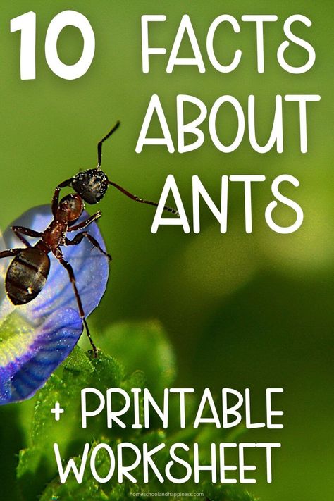 Ant Facts for Kids Worksheet & Printable Fact Sheet Ants For Preschoolers, Ant Art Preschool, Ant Activity For Preschool, Ant Preschool Activities, Ant Crafts For Preschool, Ant Crafts For Kids, Ants Preschool, Insects Worksheets Preschool, Ant Activities Kindergarten