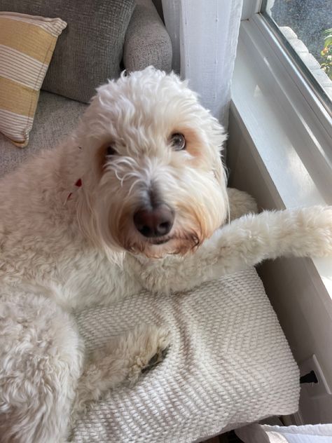 White Golden Doodle, Goldendoodle Full Grown, White Goldendoodle, Doodle Baby, Double Doodle, Facebook Mom, Golden Doodle Dog, White Lab, Golden Doodle