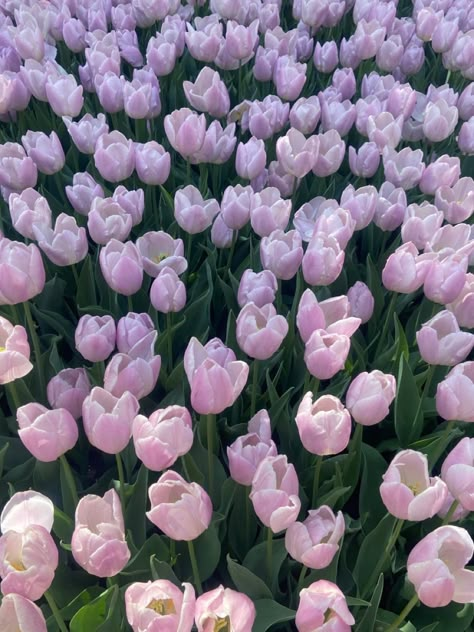 Flowers Nature Aesthetic, Lilac Tulips, Spring Phone Wallpaper, Coastal Background, April Wallpaper Aesthetic, Wallpapers Spring, Aesthetic Spring Wallpaper, Wallpaper April, April Aesthetic