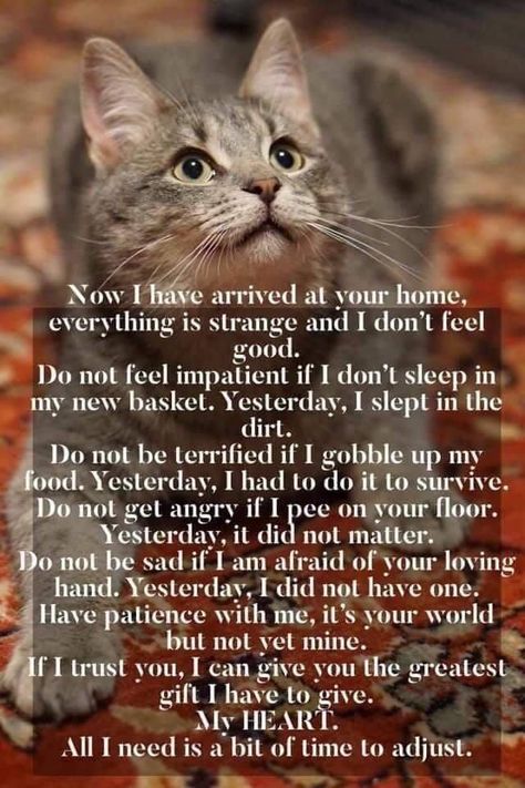 Cat Poems, Rescue Cats, Bohol, Feral Cats, Cat Facts, Cat Quotes, Cute Cats And Kittens, Cat Care, Animal Quotes